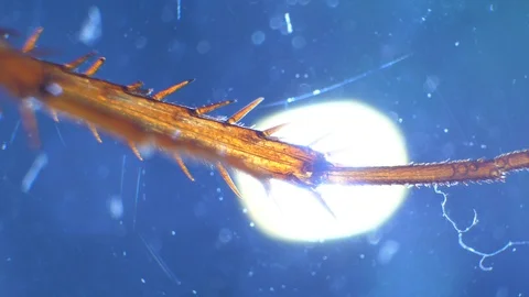 Insect Analysis Stock Footage 107179850