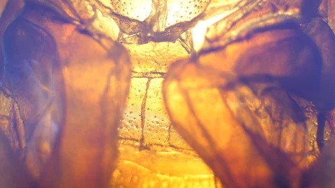 Insect Analysis Stock Footage 107179915