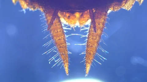 Insect Analysis Stock Footage 107180090