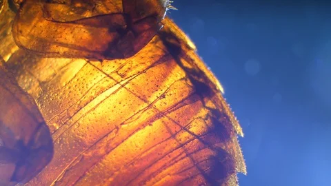 Insect Analysis Stock Footage 107180230