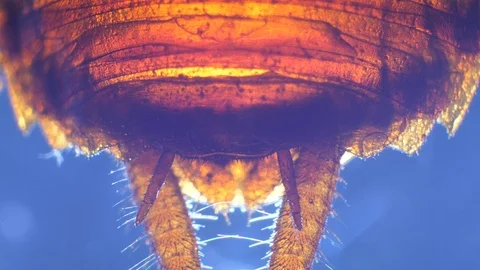 Insect Analysis Stock Footage 107180273