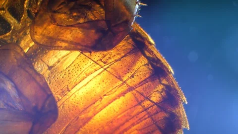 Insect Analysis Stock Footage 107180290