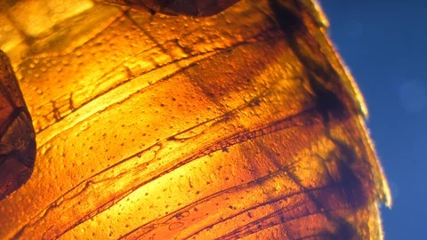 Insect Analysis Stock Footage 107180359