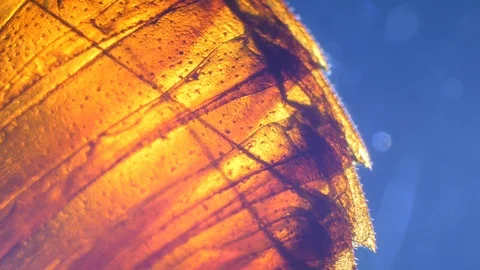 Insect Analysis Stock Footage 107180373