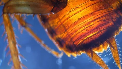 Insect Analysis Stock Footage 107180447
