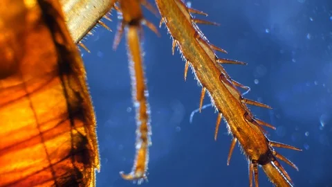 Insect Analysis Stock Footage 107180507