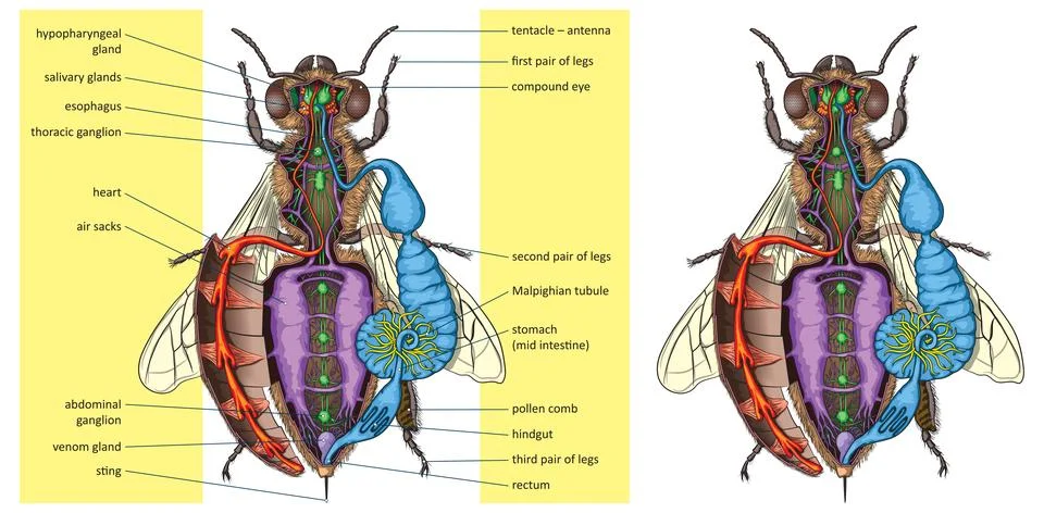 Insect-anatomy Stock Illustration