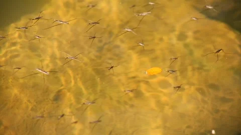 Insect and animals Stock Footage 341742828