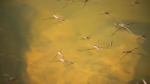 Insect and animals Stock Footage 341742854