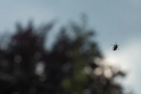 Insect and background Stock Photos