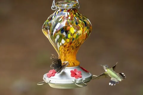Insect and Bird Stock Photos
