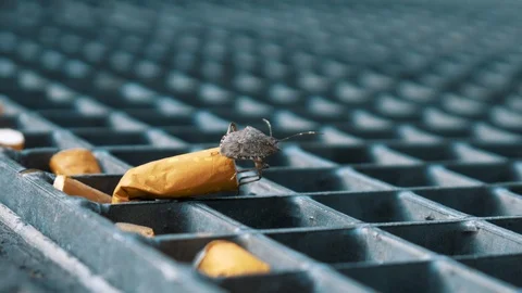 Insect And Cigarette End Stock Footage 96939695