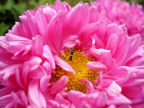 Insect and flower Stock Photos