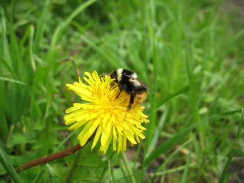 Insect and flower Stock Photos