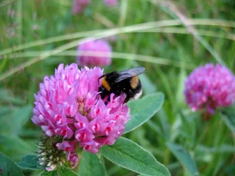 Insect and flower Stock Photos