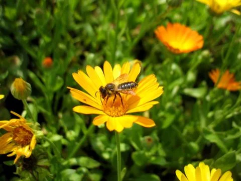Insect and flower Stock Photos
