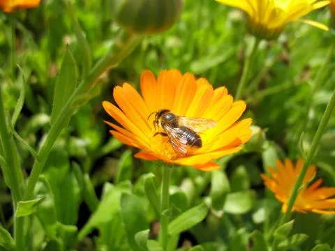 Insect and flower Stock Photos