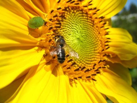 Insect and flower Stock Photos