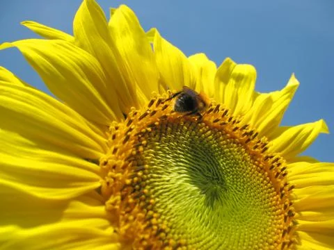 Insect and flower Stock Photos