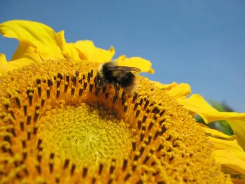 Insect and flower Stock Photos