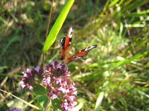 Insect and flower Stock Photos