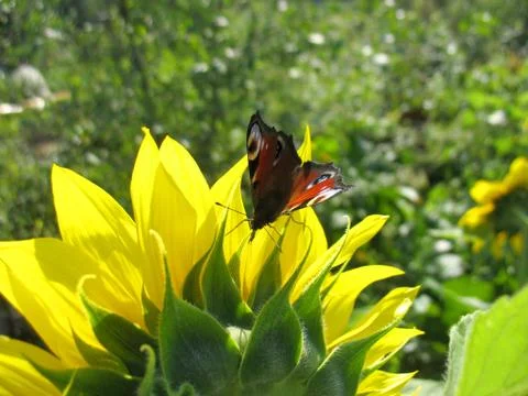 Insect and flower Stock Photos