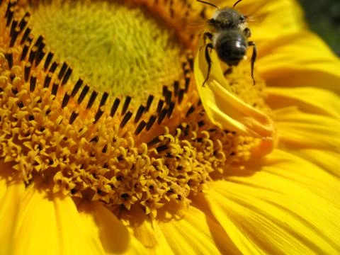 Insect and flower Stock Photos