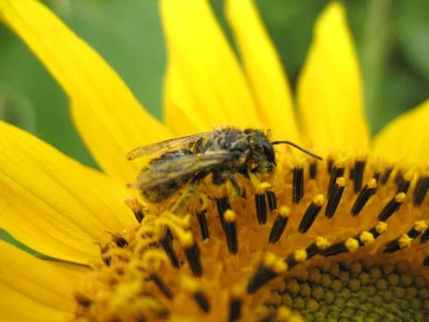 Insect and flower Stock Photos