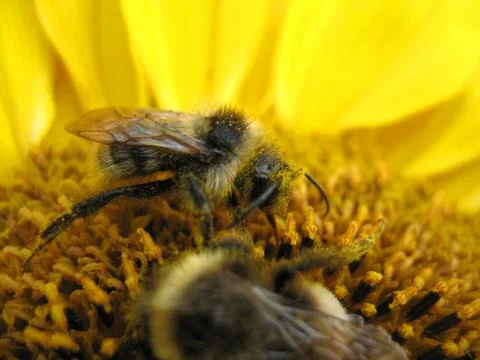 Insect and flower Stock Photos