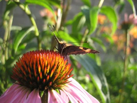 Insect and flower Stock Photos