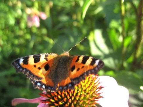 Insect and flower Stock Photos