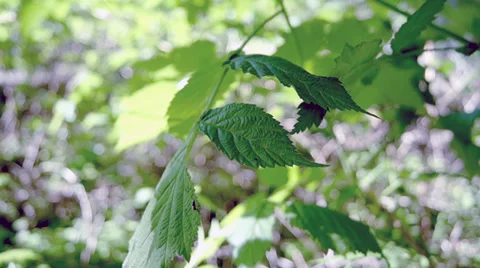 Insect and petal Stockbeeldmateriaal 38706792