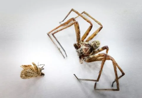 Insect and studio Stock Photos