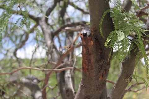 Insect and tree Stock Photos