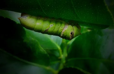 Insect and tropical Stock Photos