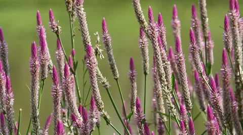 Insect and Wild Flower 2 Stock Footage 30251842