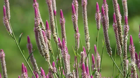 Insect and Wild Flower Stock Footage 25134109