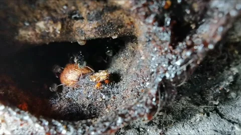 Insect and wildlife Stock Footage 335923008