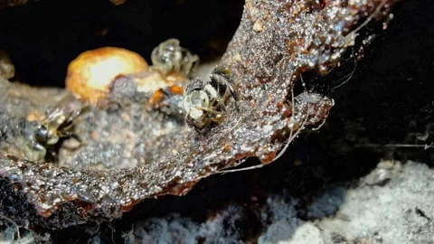 Insect and wildlife Stock Footage 335923017