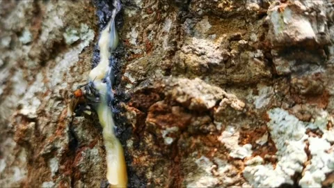 Insect and wildlife Stock Footage 339311495