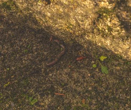 Insect and worm pupa Stock Photos