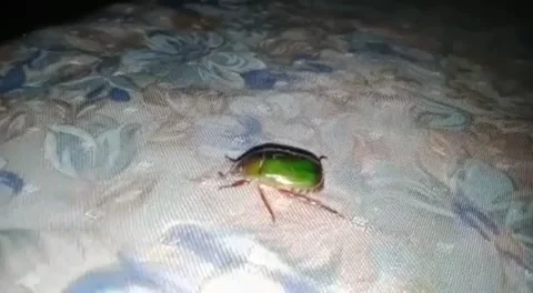 Insect-like animal Stock Footage 226899858