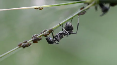Insect ant and aphid Stock Footage 959741