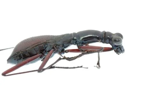 Insect ant beetle isolated Stock Photos