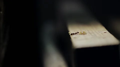 Insect ant eats a drop of honey Stock Footage 157215099