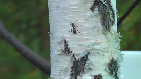 Insect the ant.   Vidéo 82842139