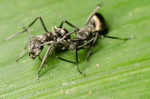 Insect ant on green leaf Foto stock