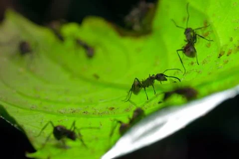  	insect ant on green leaf Foto stock