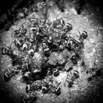 Insect ant on ground Stock Photos