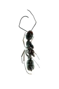 Insect ant macro isolated Stock Photos